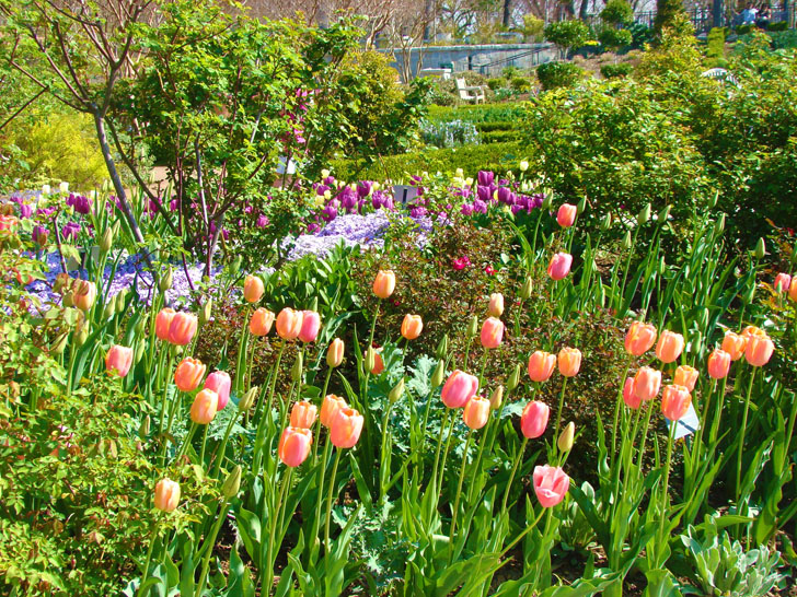 Atlanta Botanical Garden Tulips