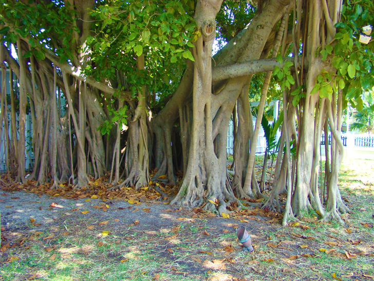 Banyan Tree Key West