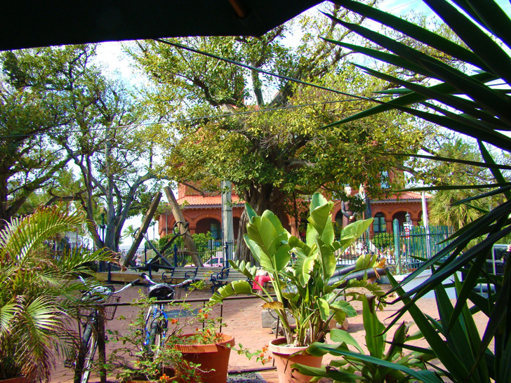 View from the Cafe Tropical Key West