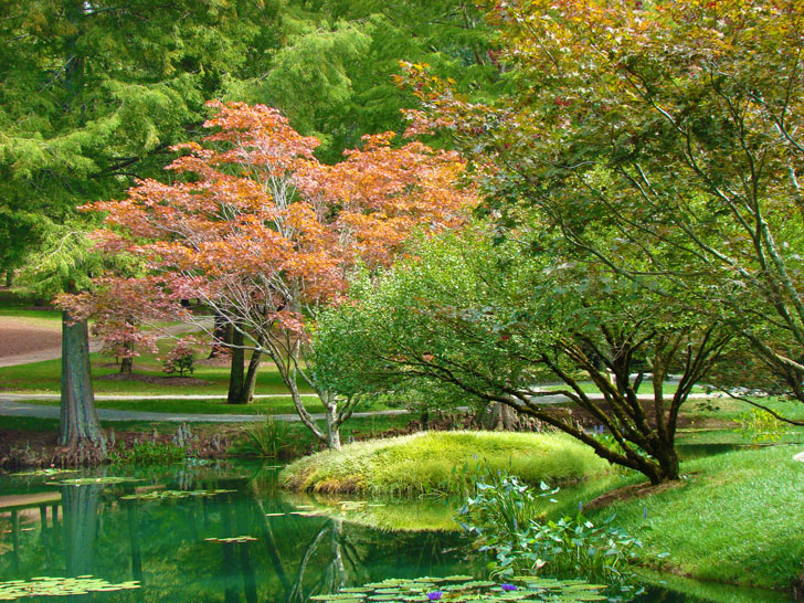 Water Lily Pond and Japanese Maple