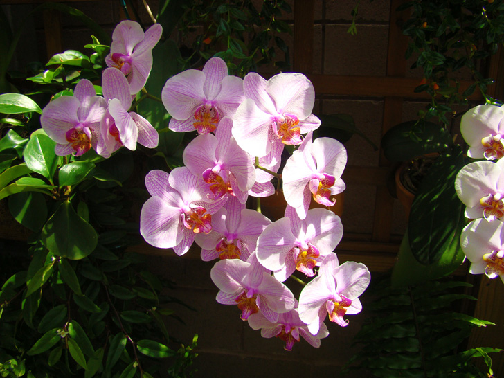 Atlanta Botanical Garden Orchid Center