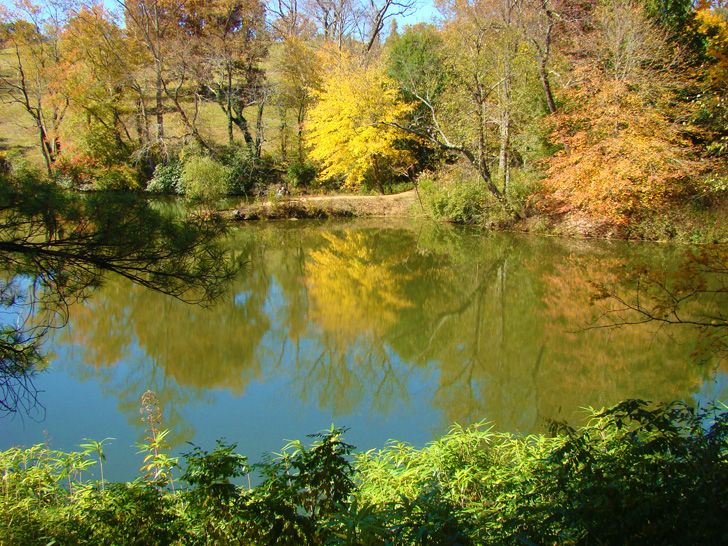 Biltmore Estate Pond