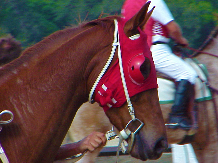 Horse at Tampa Bay Downs