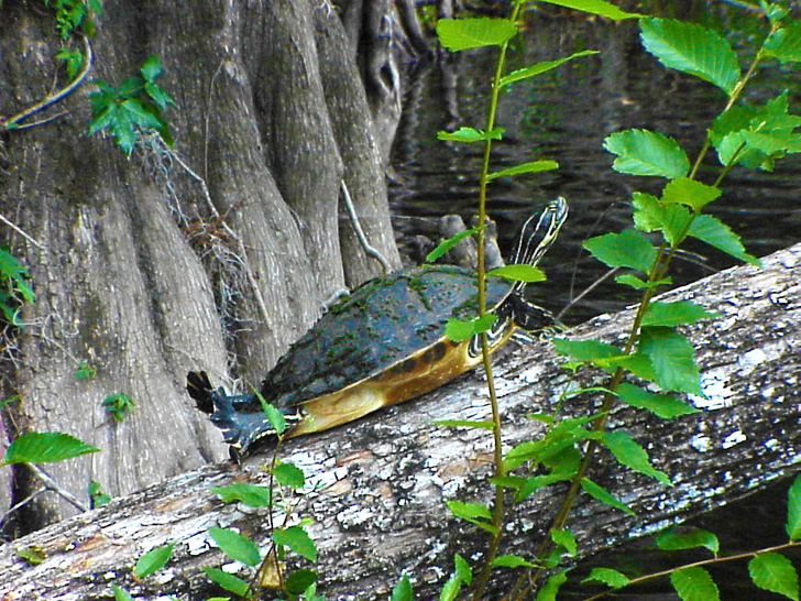 Turtle Sun Bathing on the Hillsborough River Tampa Florida