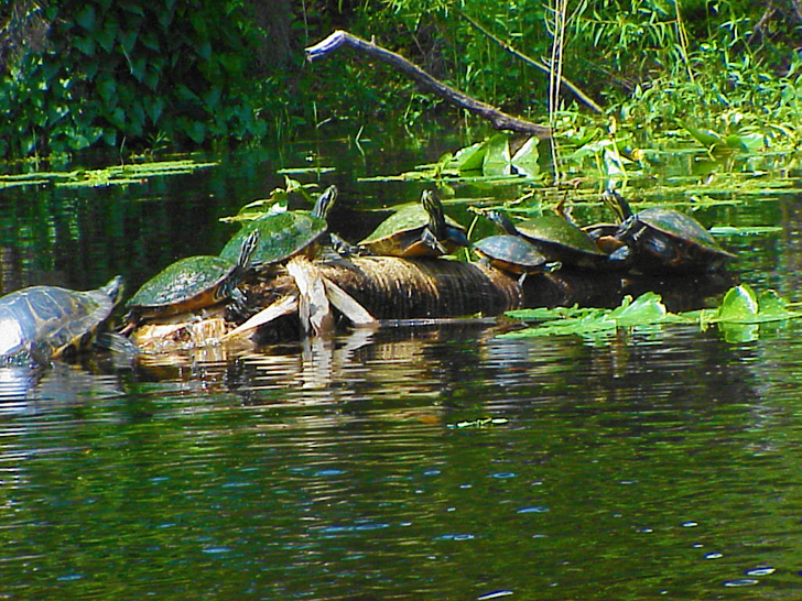 Turtle Gathering on the Hillsborough River Tampa Florida
