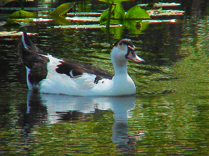 Duck on the Hillsborough River Tampa Florida