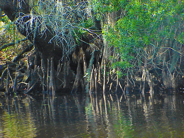 Cypress Knees along the Hillsborough River Tampa Florida