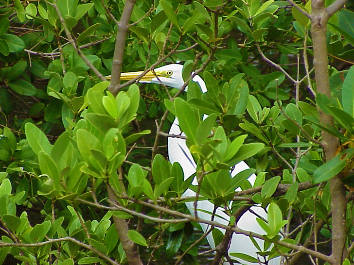 Egret in the Mangroves St. Petersburg Florida