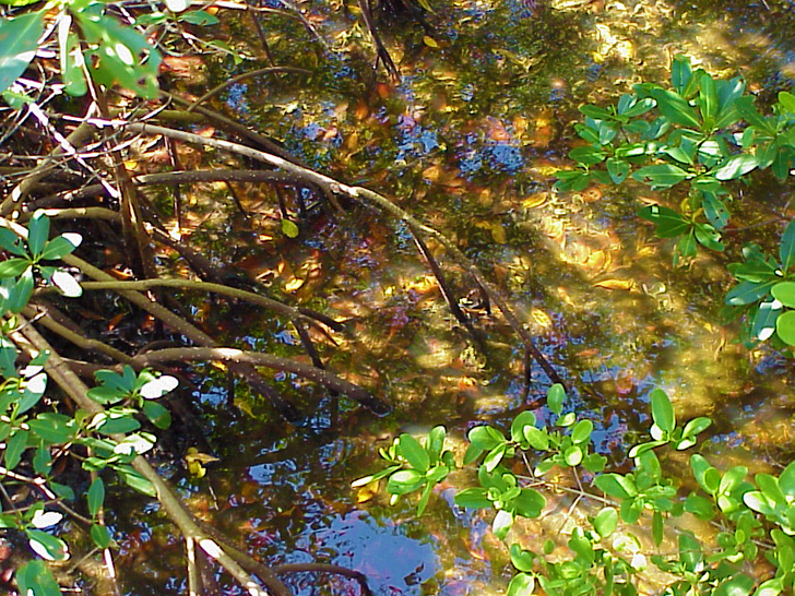 Mangroves St. Petersburg Florida