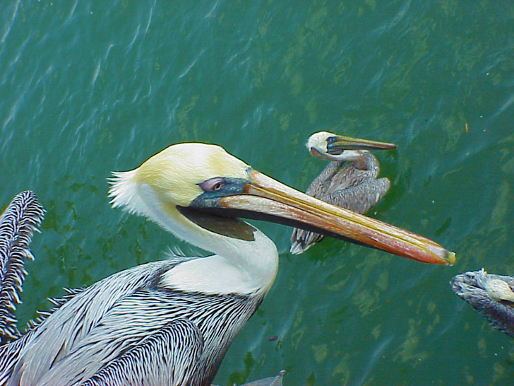 Pelicans John's Pass Florida