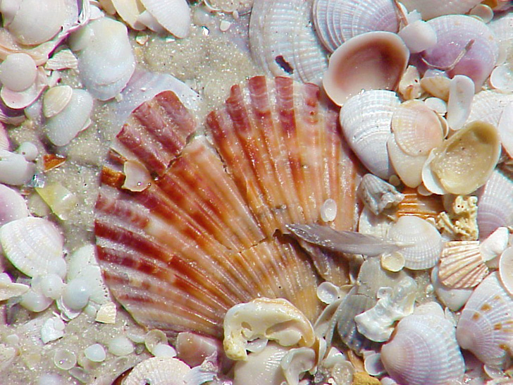 Shells Galore St. Petersburg Florida