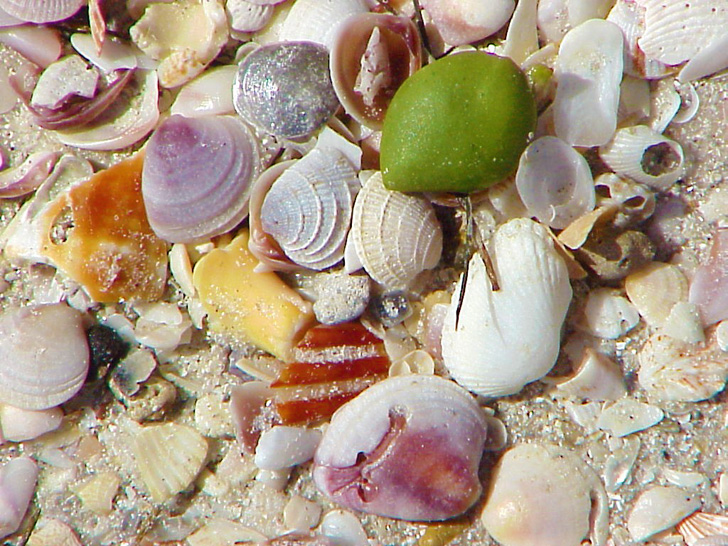 Colorful Shells  St. Petersburg Florida