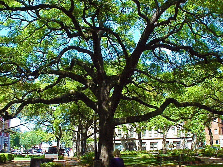 Savannah Georgia Historic District