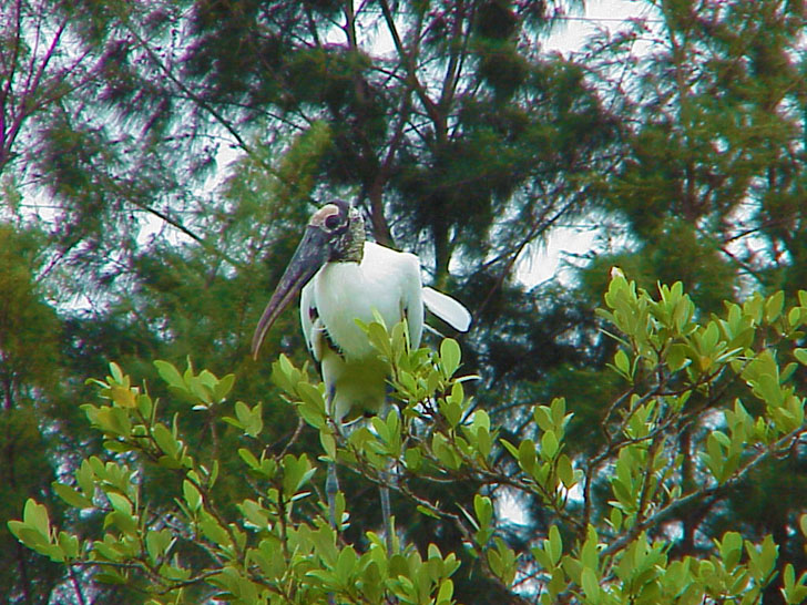 Unusual Bird in the Mangroves St. Petersburg Florida