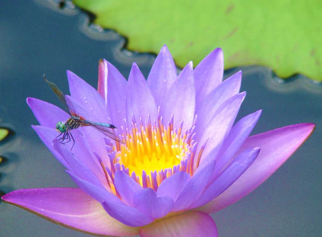 Dragon Fly on the Pond
