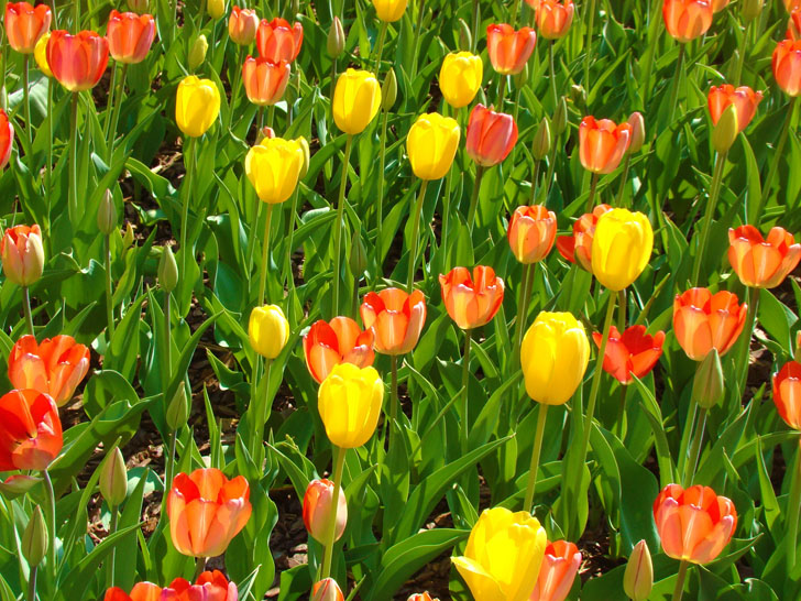 Atlanta Botanical Garden Tulips