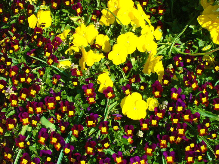 Atlanta Botanical Garden Spring Flowers