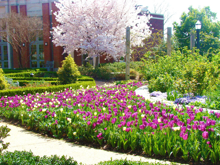 Atlanta Botanical Garden Tree and Tulips