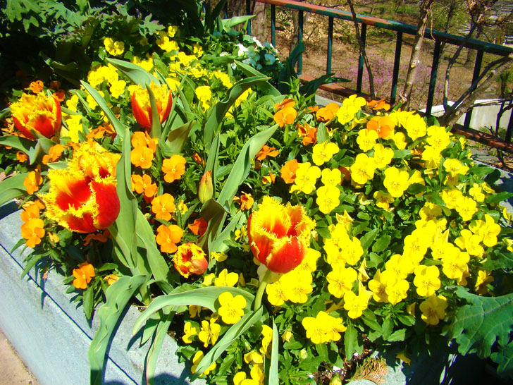 Atlanta Botanical Garden Bridge Flowers