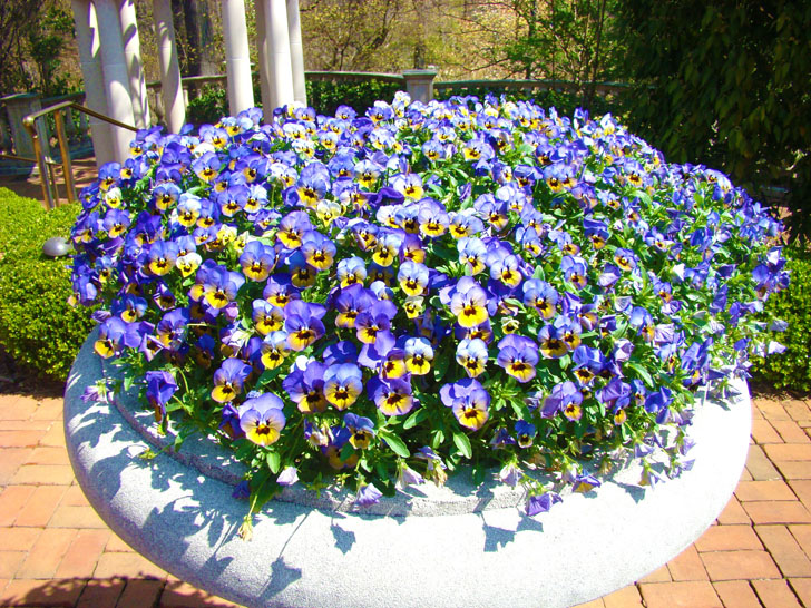 Atlanta Botanical Garden Flower Pot