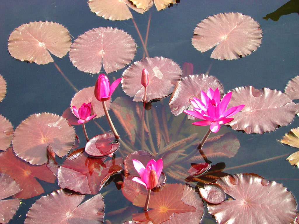 Lilies in the Aquatic Pond Atlanta Botanical Garden