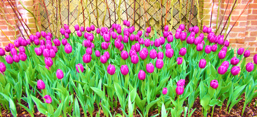 Gardenhouse Tulips Atlanta Botanical Garden
