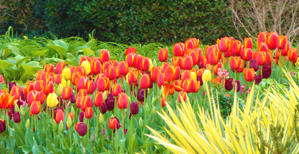Atlanta Botanical Garden Tulips