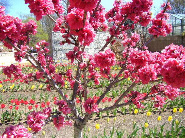 Flowering Tree Atlanta Botanical Garden