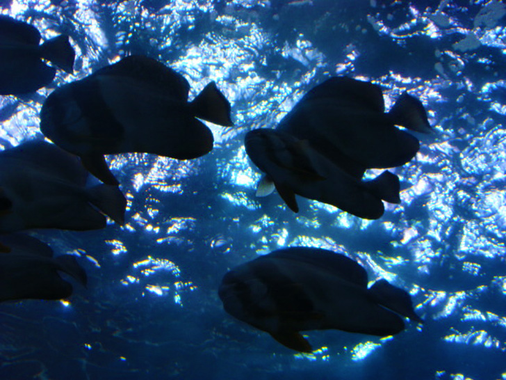 Georgia Aquarium Atlanta