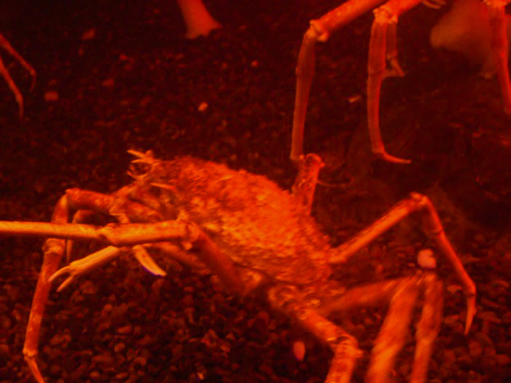 Georgia Aquarium Atlanta Crabs
