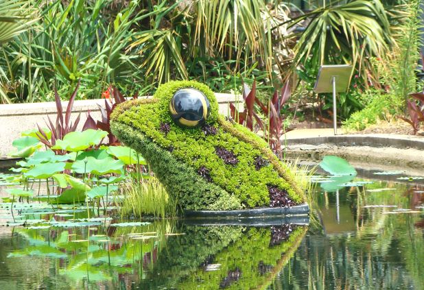 Frog in Reflecting Pond