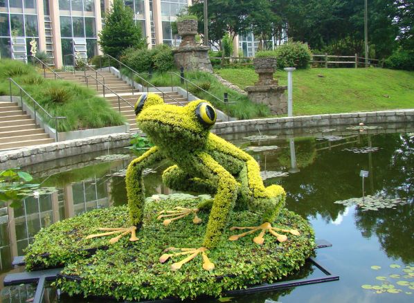 Frog Atlanta Botanical Garden