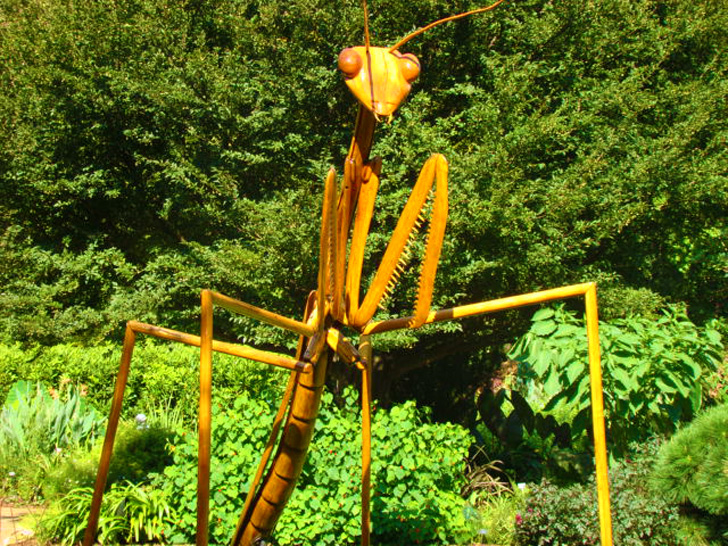 Atlanta Botanical Garden - Bugs