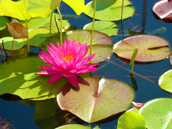 Aquatic Plant Pond - Atlanta Botanical Garden