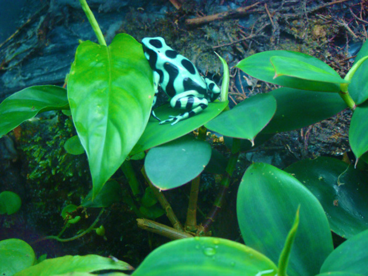 Atlanta Botanical Garden - Rain Forest Frog