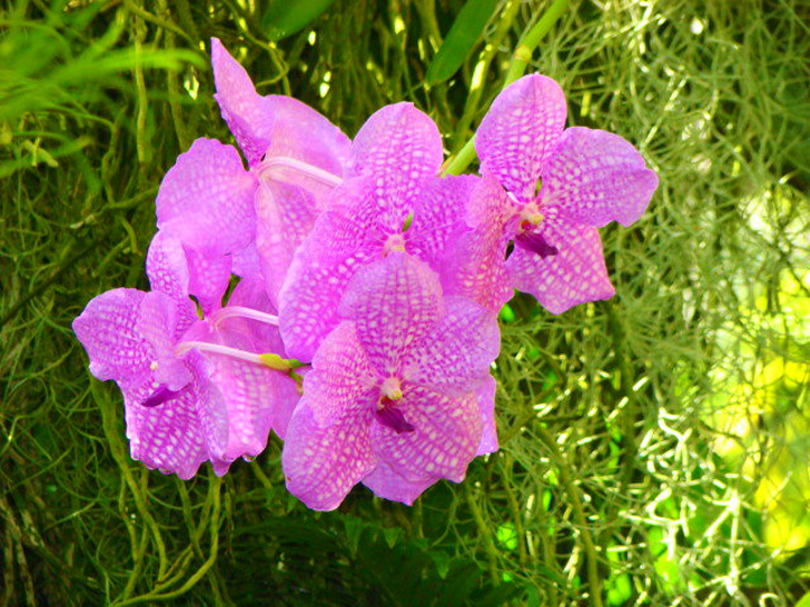 Atlanta Botanical Garden - Orchid Center