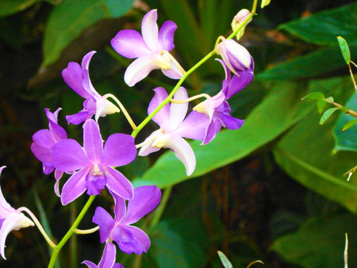 Atlanta Botanical Garden - Orchid Center