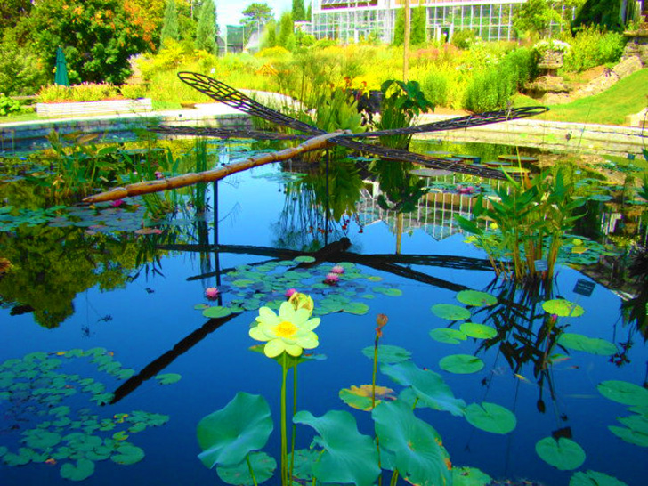 Atlanta Botanical Garden - Aquatic Plant Pond Bug
