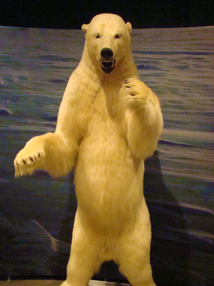 Fernbank Museum Atlanta Polar Bear