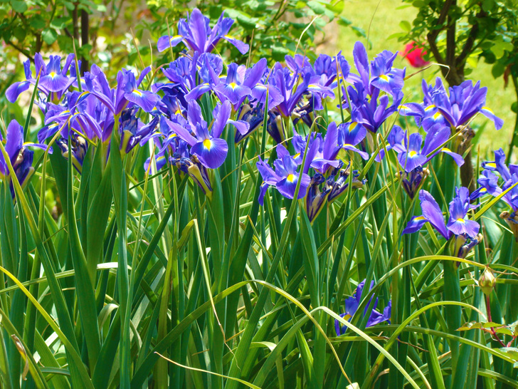 Atlanta Botanical Garden Iris
