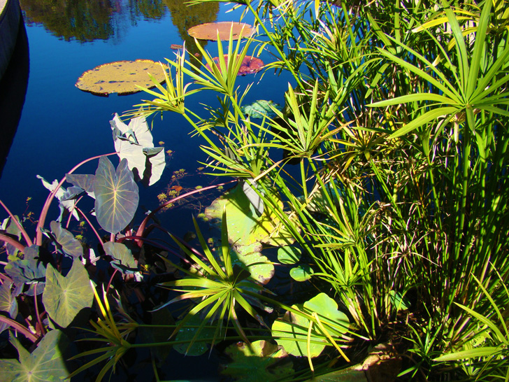 Atlanta Botanical Garden Aquatic Plant Pond