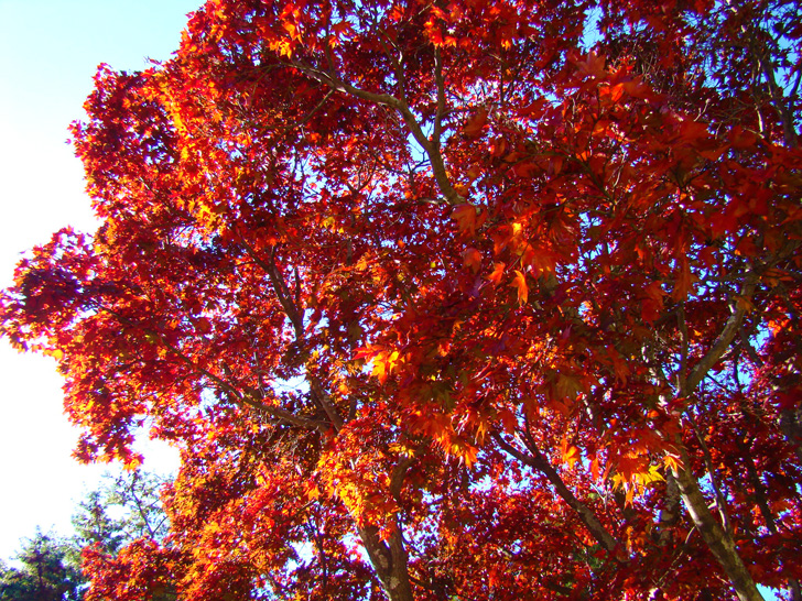 Atlanta Botanical Garden Fall Foliage