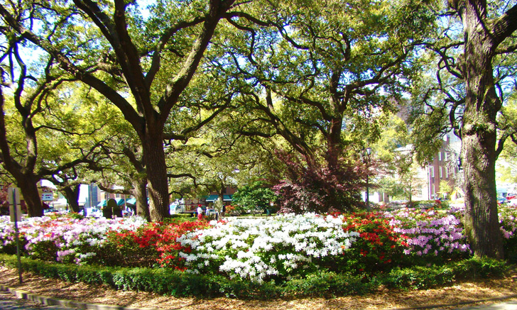 Azaleas in the Square Savannah Georgia