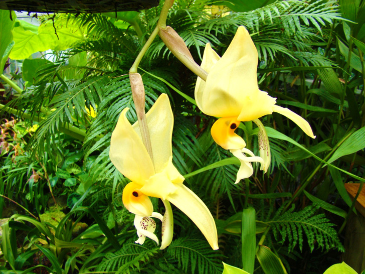Atlanta Botanical Garden Orchide Eyes