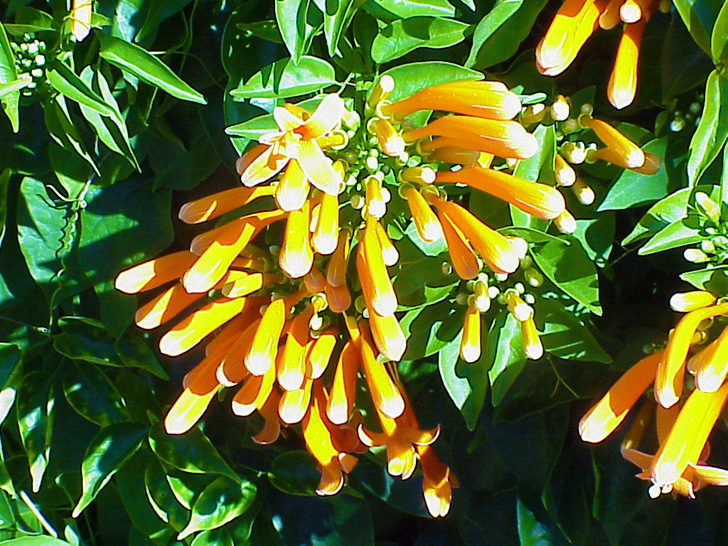 Unusual Plant Selby Gardens Sarasota Florida