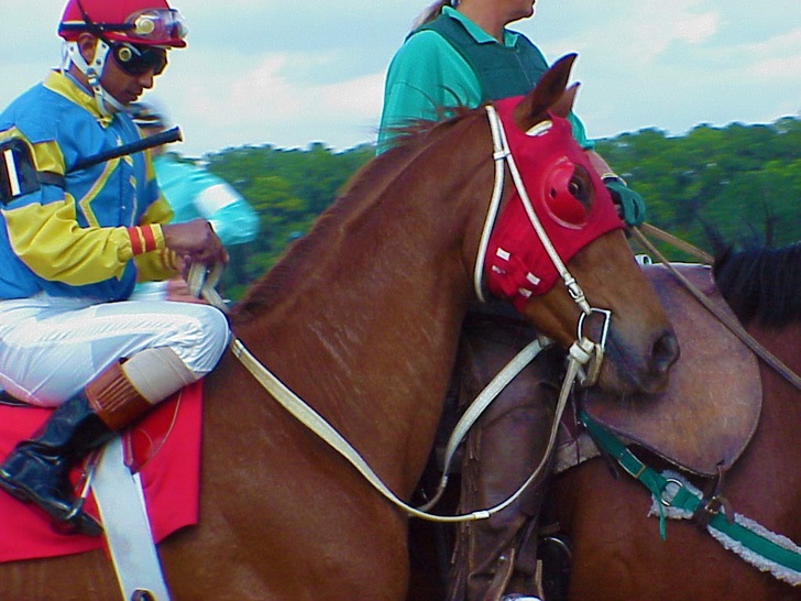 Horse and Jockey Tampa Bay Downs