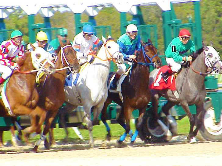 Horse Race Tampa Bay Downs