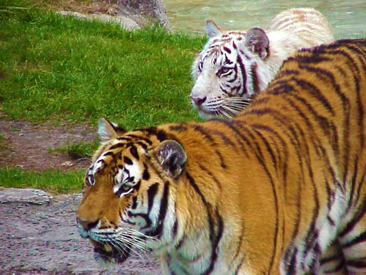 Hungry Resident with Friend Busch Gardens Tampa