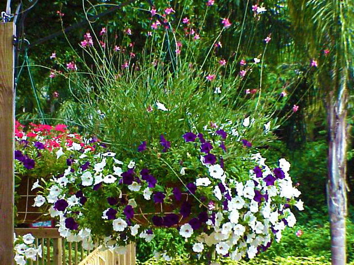 Flower Baskets Busch Gardens Tampa