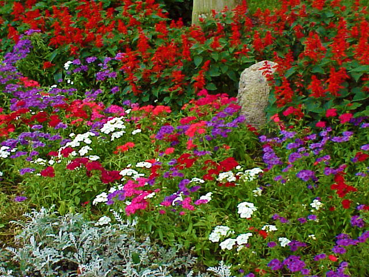 Flowers Busch Gardens Tampa